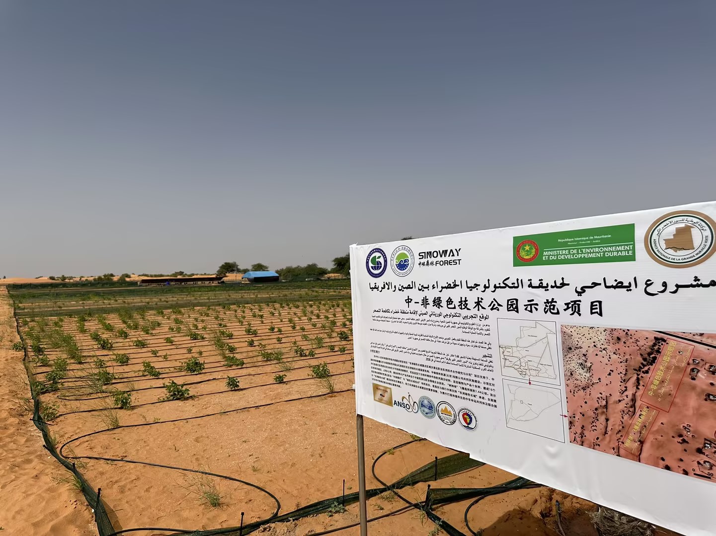 Ecological Restoration Project in Mauritania, Africa (II)